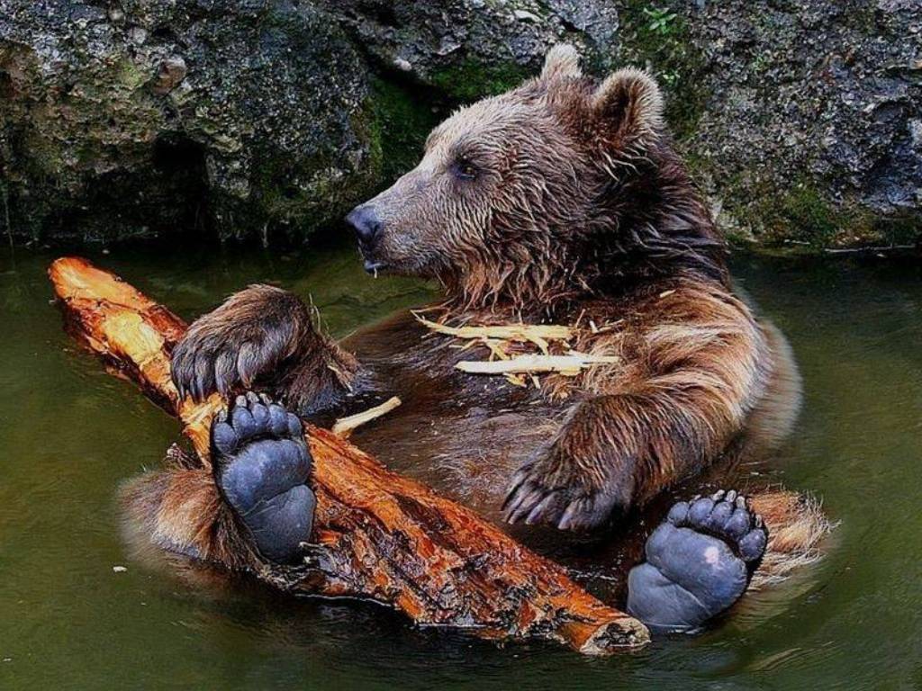 ours_brun_dans_l_eau_-_bear_picture_in_water.jpg