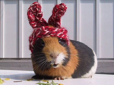 8450_tm_le_cochon_d_inde_1_.jpg