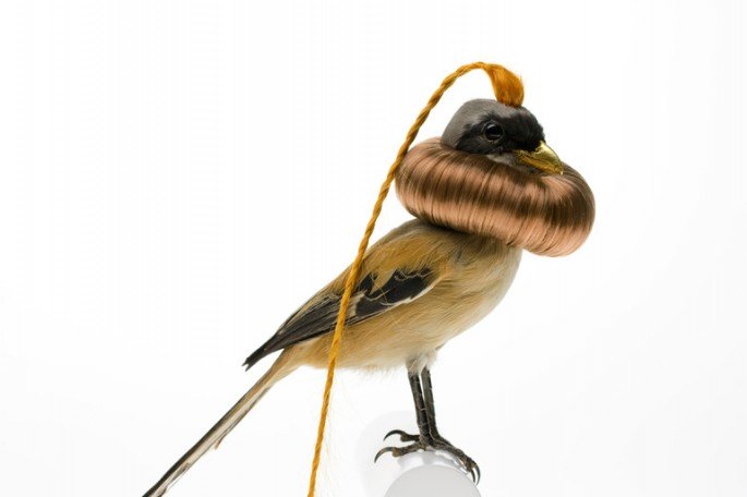 taxidermies-d-oiseaux-avec-des-cheveux-de-karley-feaver-1.jpg