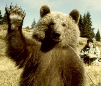 Un ours c’est tout terrain, ca va partout