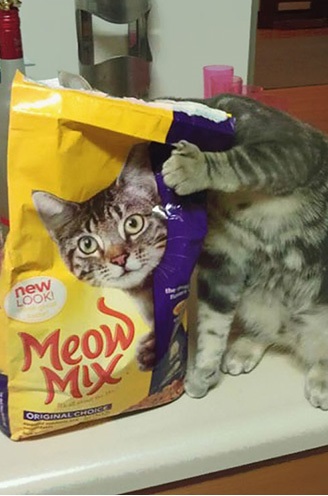 Un jour les chats dirigeront le monde, mais pour l’instant y’a encore des croquettes dans le bol »