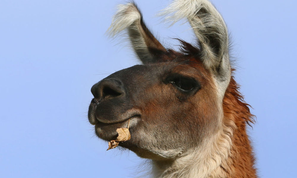 Le lama breton qui s’était invité chez un opticien appartient à un curé.