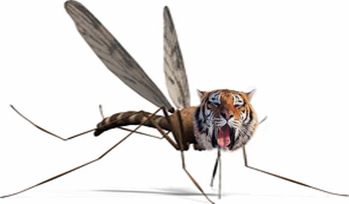 J'arrive pas  croire qu'on appelle les "moustiques tigres" comme a alors  que le terme "moustigres" est disponible." - Radio Bton 93.6