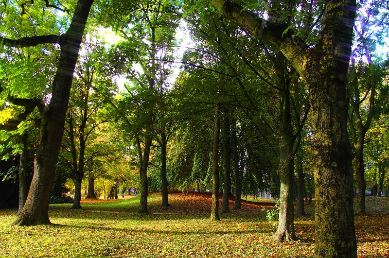Si y a 6 arbres dans une forêt, est-ce qu’on peut dire qu’on a un citron ?