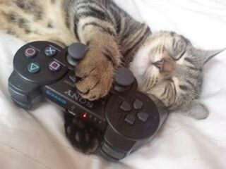 Le chat aussi il joue à Call of Duty sur sa Playstation Cat