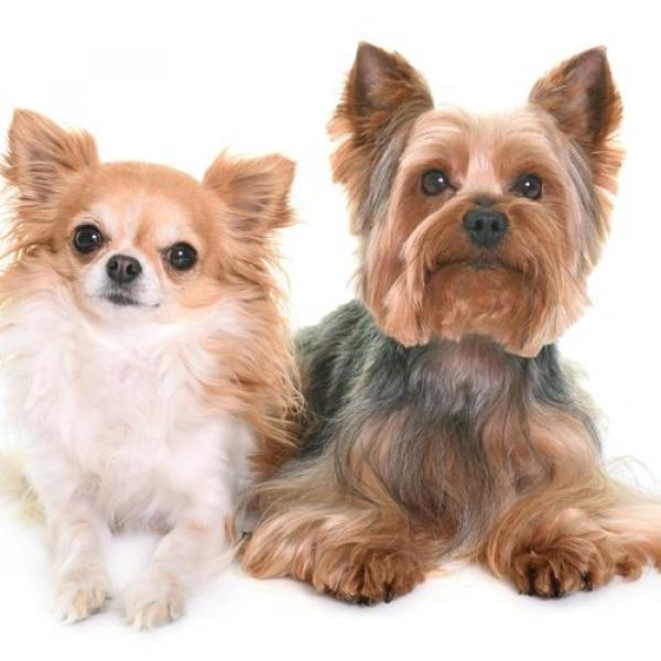 « Si j’étais punk à chiens j’en aurais deux : Kéta et Acab »