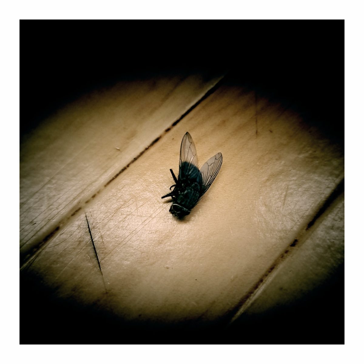 « J’ai fais le mort pour voir qui danse sur ma tombe… » (Nessbeal, La nébuleuse des aigles) / Playlist 7h-10h